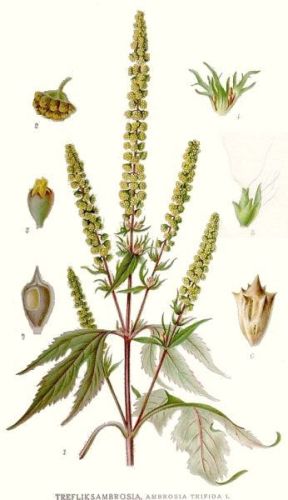 Ambrosia trifida - амброзия трехраздельная